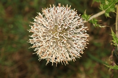 Echinops sahyadricus