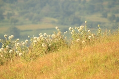 Echinops sahyadricus