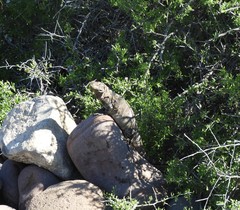 Ctenosaura conspicuosa