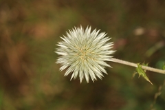 Echinops sahyadricus
