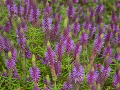 Pogostemon deccanensis