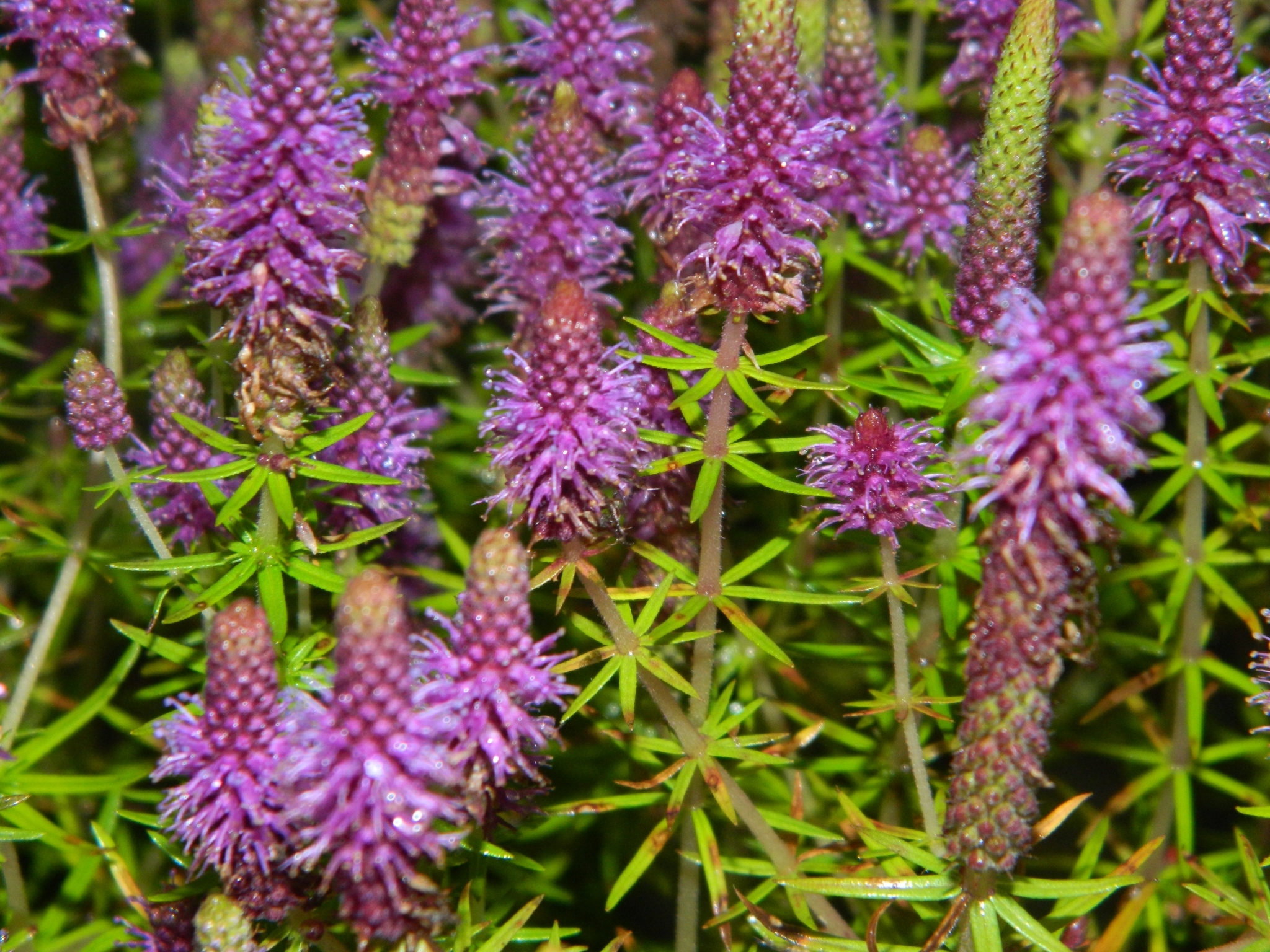 Pogostemon