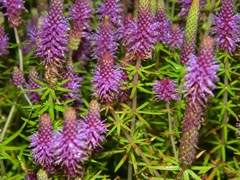 Pogostemon deccanensis