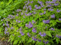 Phacelia bipinnatifida