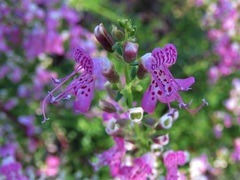 Dicerandra × thinicola