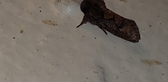 Acrolophus walsinghami