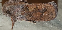 Acrolophus walsinghami