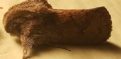 Acrolophus walsinghami