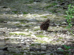 Morpho helenor montezuma