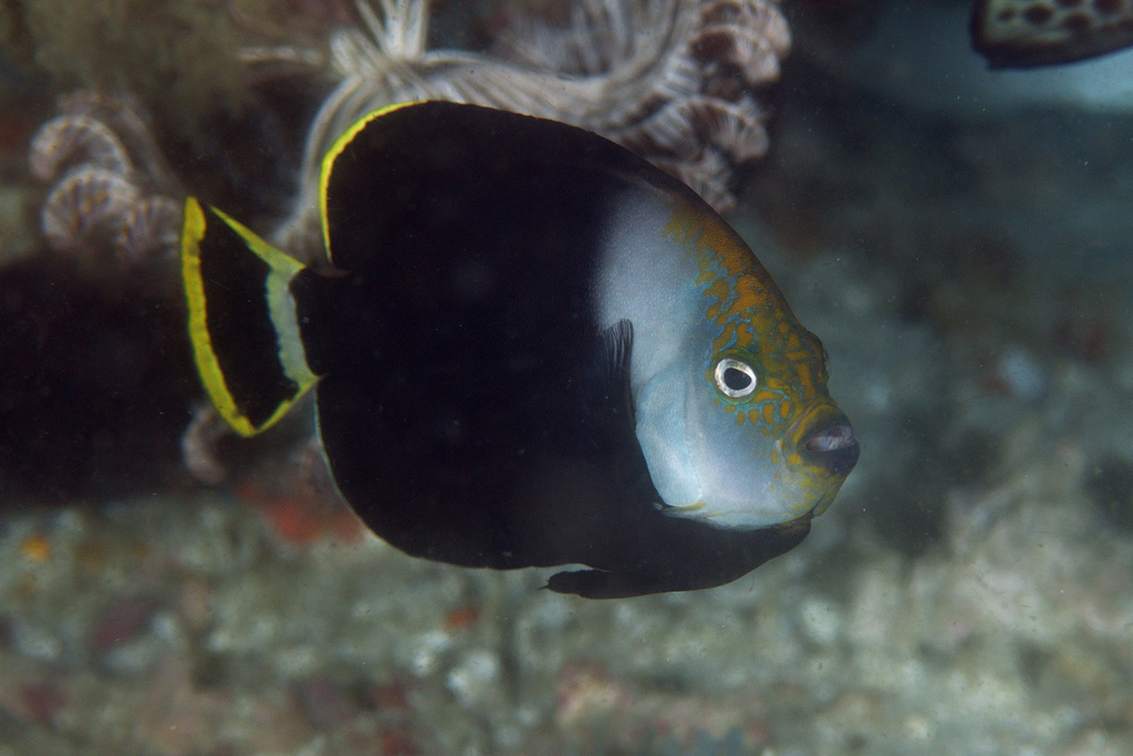 Alotau Angelfish