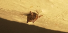 Acrolophus walsinghami