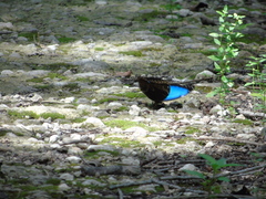 Morpho helenor montezuma