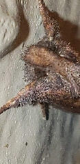 Acrolophus walsinghami
