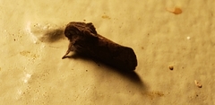 Acrolophus walsinghami