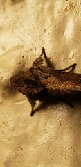 Acrolophus walsinghami