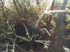Colletia ulicina