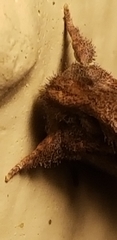 Acrolophus walsinghami