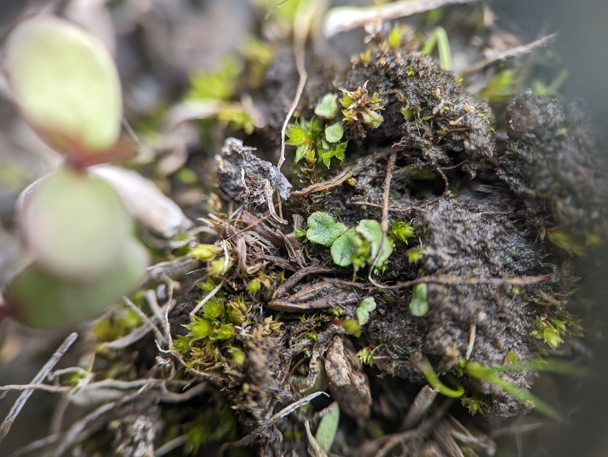 Riccia hirta