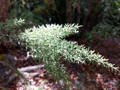 Colletia ulicina