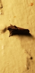 Acrolophus walsinghami