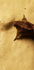Acrolophus walsinghami