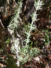 Colletia ulicina