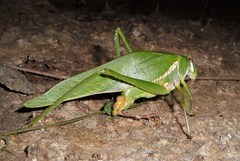 Philophyllia guttulata