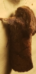 Acrolophus walsinghami
