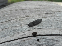 Lacon punctatus