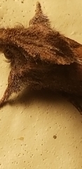 Acrolophus walsinghami