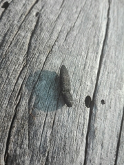 Lacon punctatus