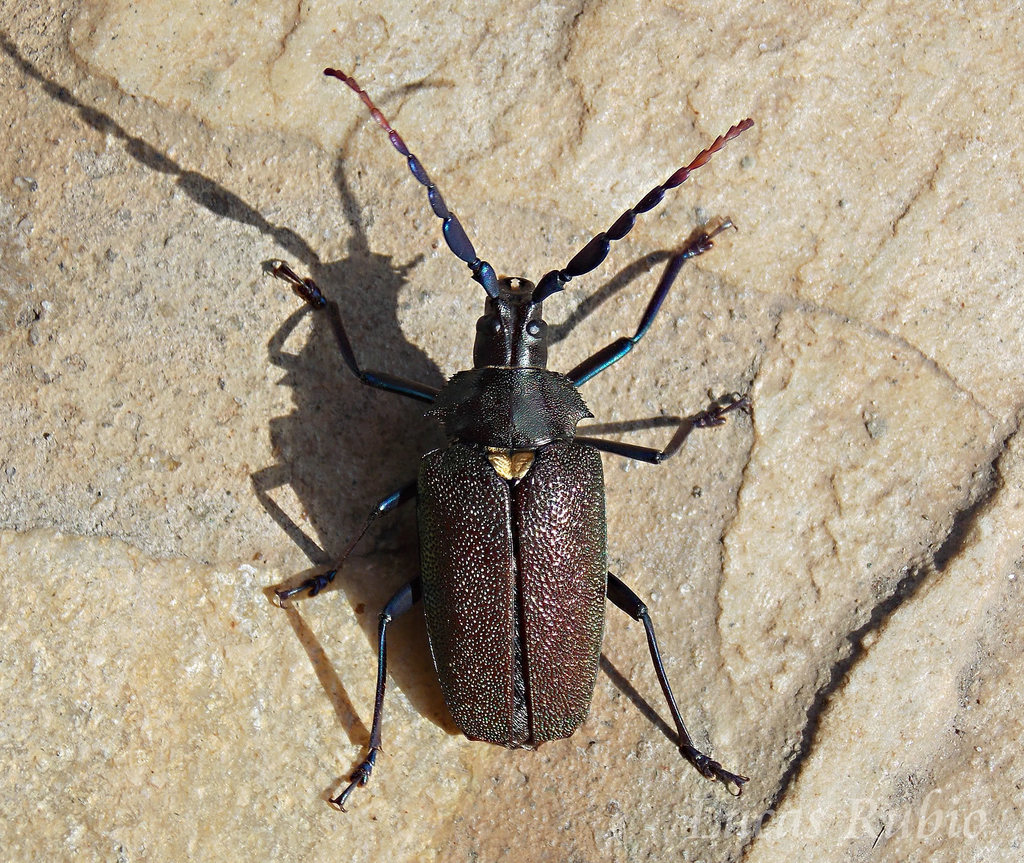 Praemallaspis leucaspis