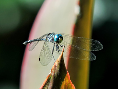 Micrathyria ocellata