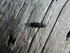Lacon punctatus