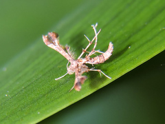 Leptodeuterocopus neales