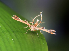 Leptodeuterocopus neales