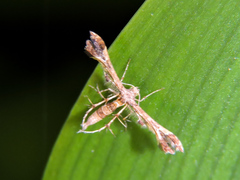 Leptodeuterocopus neales