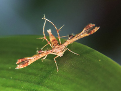 Leptodeuterocopus neales