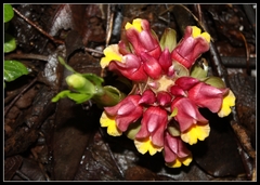 Curcuma mutabilis