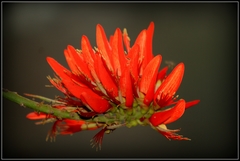 Erythrina stricta