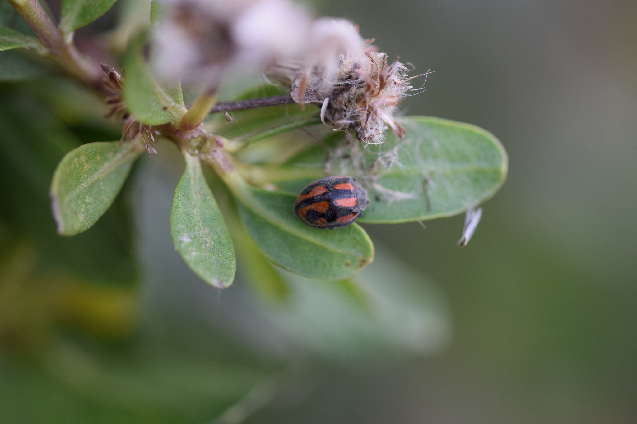 Coccinellidae image