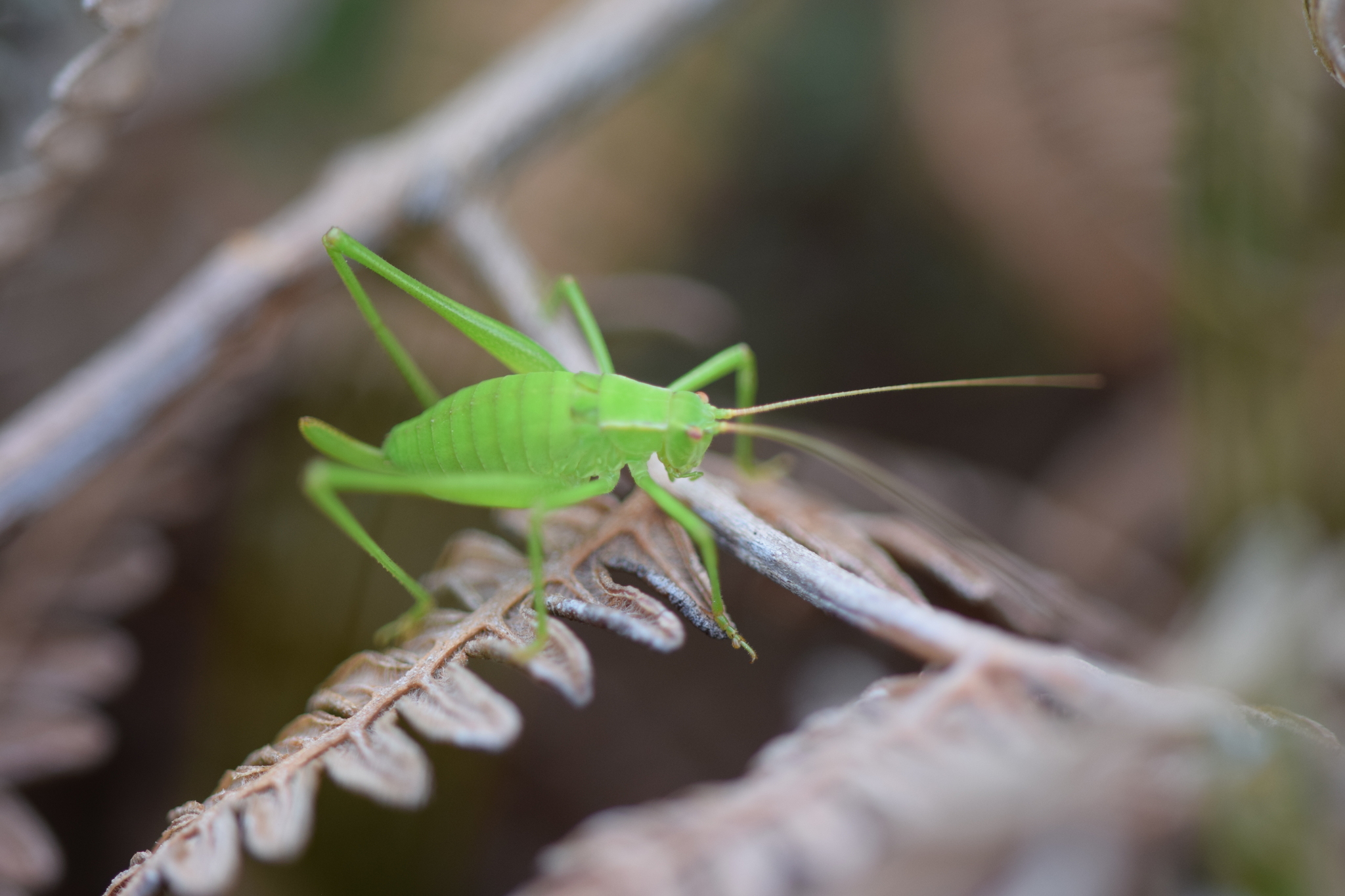 Cohnia andeana image