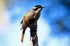 Melithreptus validirostris