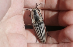 Chalcolepidius erythroloma