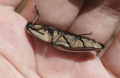 Chalcolepidius erythroloma