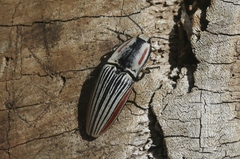 Chalcolepidius erythroloma
