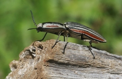 Chalcolepidius erythroloma