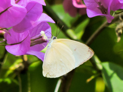 Aphrissa statira statira