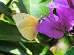 Aphrissa statira statira