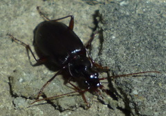 Platynus cincticollis